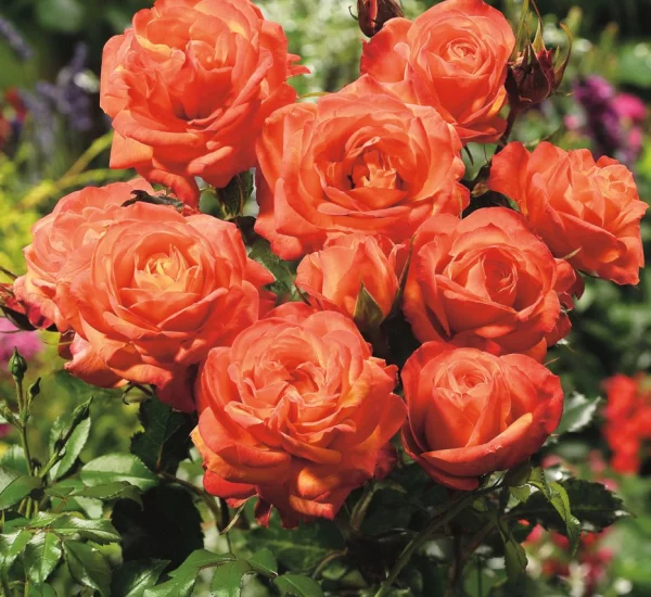 Rosier Orange Sensation