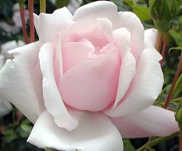 Rosier New Dawn