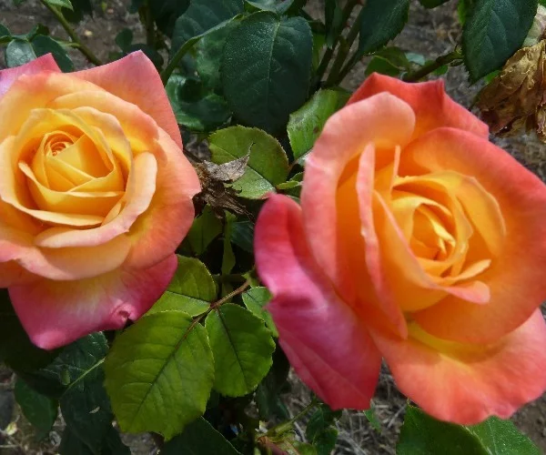 Rosier TIGE 100 cm ORIENTAL PEACE® Baipeace