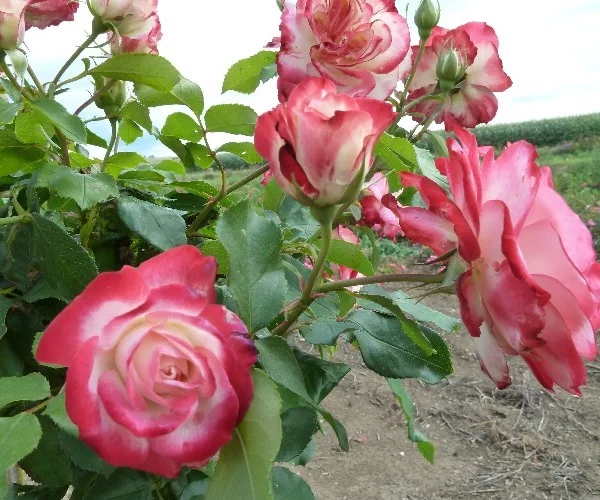 Rosier TIGE 100- JUBILE DU PRINCE DE MONACO®Meisponge