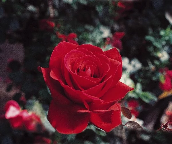 Rosier TIGE 100 cm Poulman synonyme INGRID BERGMAN