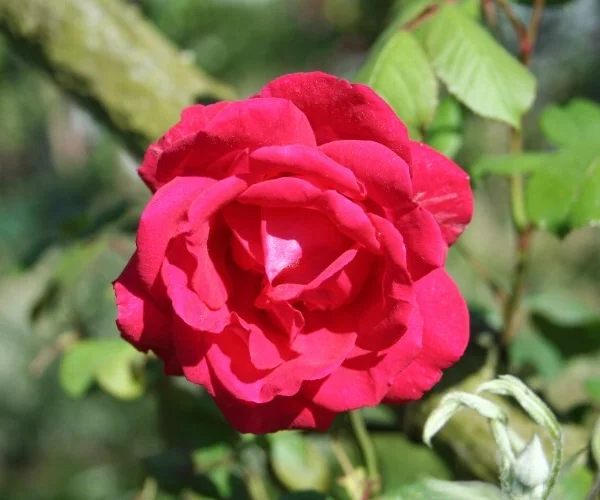 Rosier Paul's Scarlet Climber