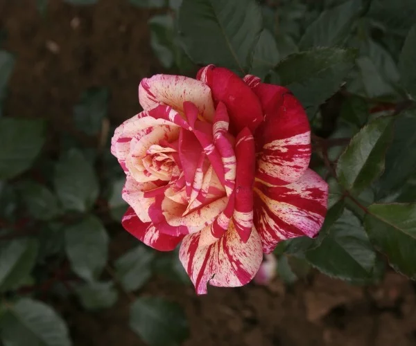 Rosier TIGE 100 cm BROCELIANDE ® Adaterhuit