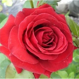 Rosier TIGE 100 cm DAME DE COEUR