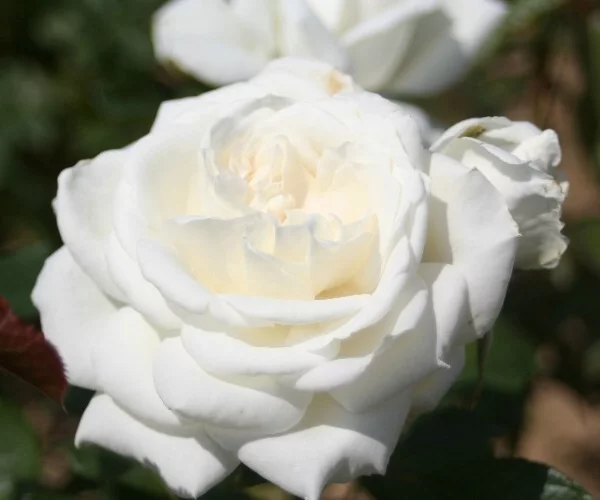 Rosebush Annapurna ® Dorblan