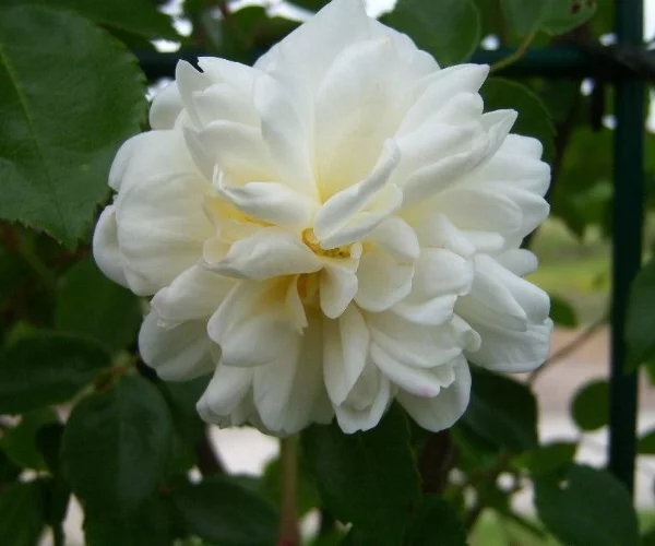 Rosier Alberic Barbier