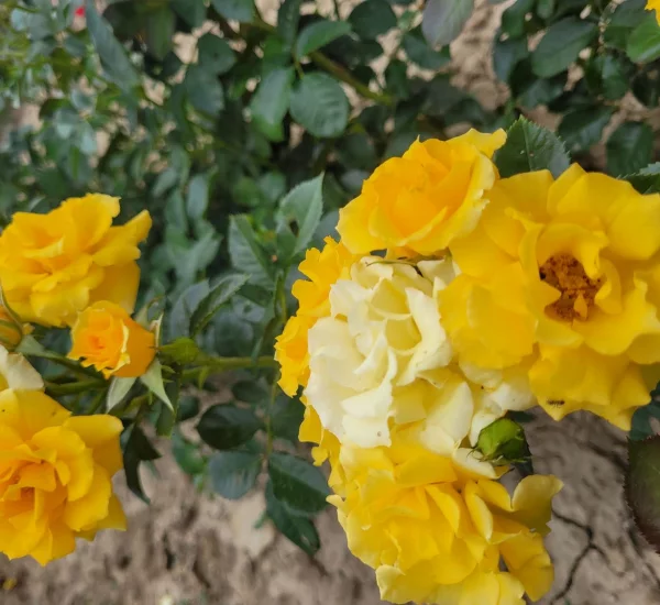 Rosier Gold Cottage® Dicentice