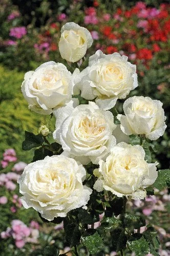 Rosier Irina Bondarenko® Tan 07117