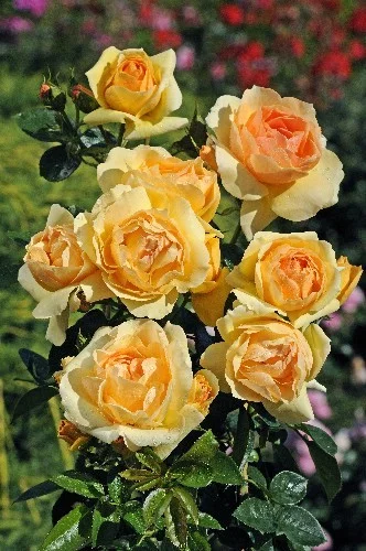 Rosier Mythique® Tan 04603