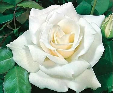Rosier Pascali