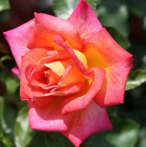 Rosebush Picadilly