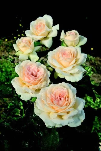 Rosier Sweet Love® Harmisty