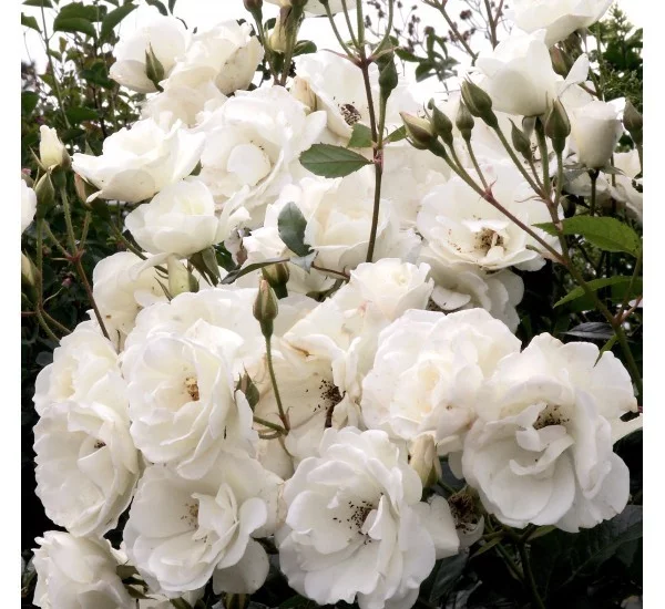 Rosier Pleureur 140 CM ICEBERG