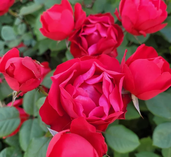 Rosier Cherry BONICA® Meipeporia
