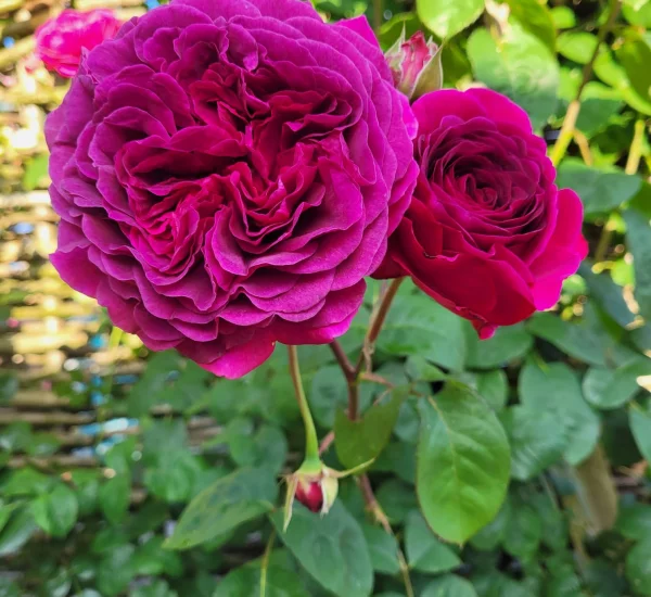 Rosier Purple Lodge® Ora2437