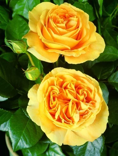 Rosebush Bataclan ® Tan94488