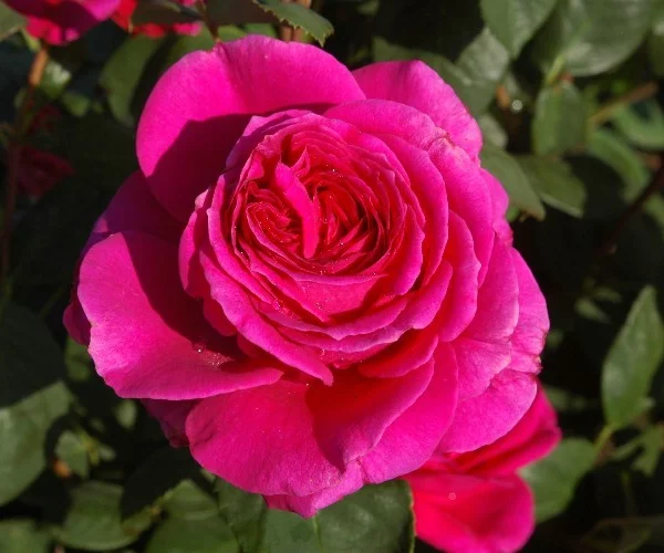 Rosier Stebigpu synonyme Nuit d'Orient