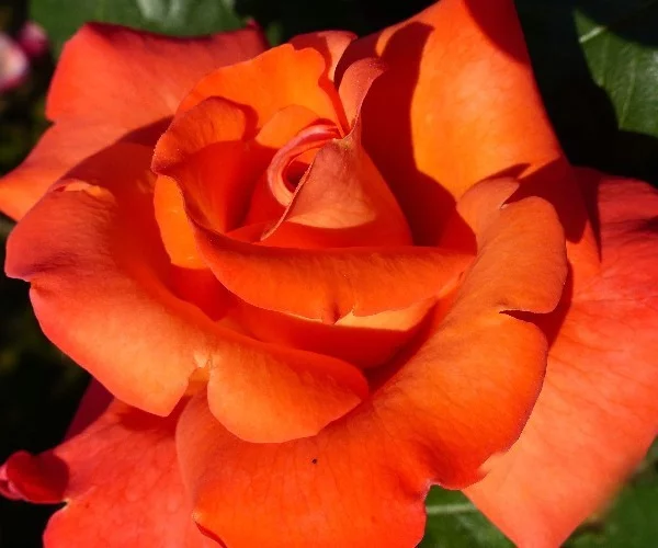 Rosier CHRISTOPHE COLOMB® Meironsse