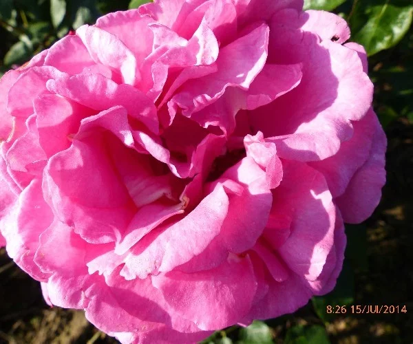 Rosier Yves Piaget® Keitsupiatsu