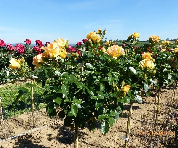 Rosier TIGE 100 cm MYTHIQUE ® Tan 04603