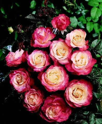 Rosier TIGE 100 cm LA GARCONNE ® Taneiglat