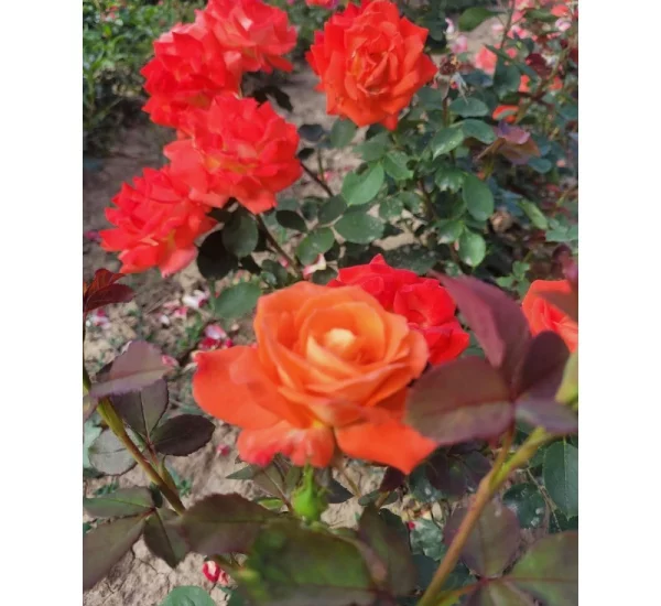 Rosier Ruico synonyme Fresco