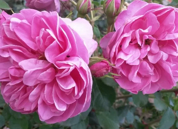 Rosier Allegro® Meileodevin