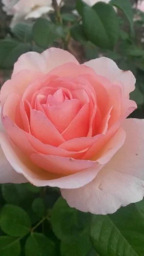 Rosier Princesse Charlène De Monaco® Meidysouk