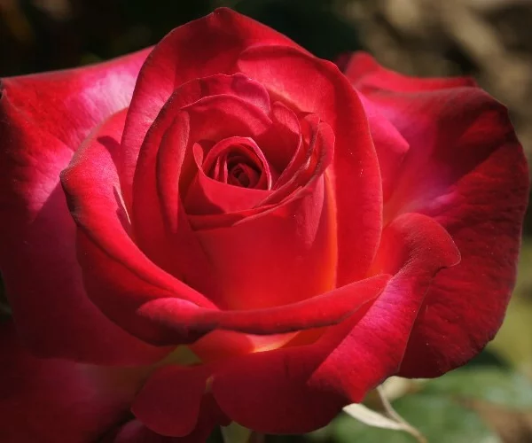 Rosier Django Reinhardt® Barolbcel