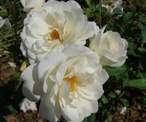 Rosier Iceberg (FEE DES NEIGES)