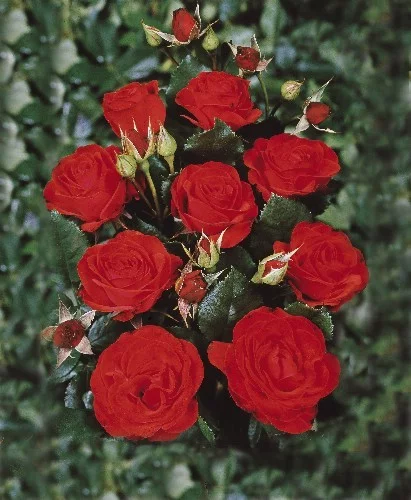 Rosier Royal Occasion synonyme Montana