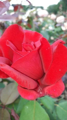 Rosier JUBILE PAPA MEILLAND® Meiceazar