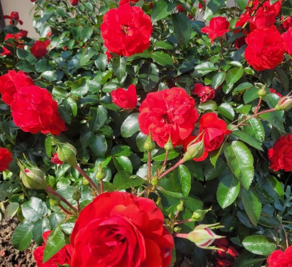 Rosier Scarlet Bonica® Meiscarlebo