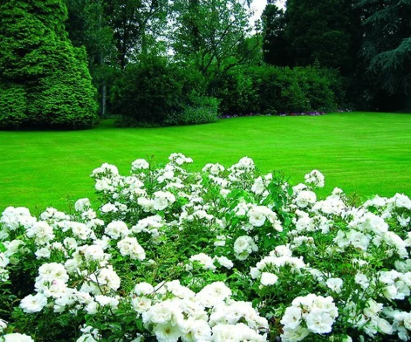 Rosier OPALIA ® Noaschnee