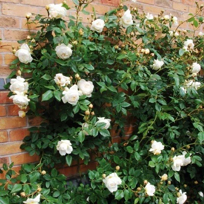 Rosier TIGE 100 cm CLAIRE AUSTIN ® Ausprior