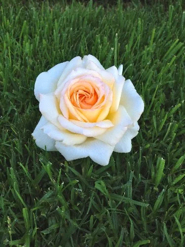Rosier TIGE 90 cm ANASTASIA ® Adamariat