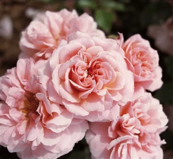 Rosier Botticelli® Meisylpho