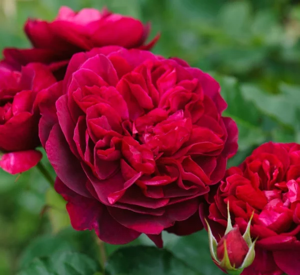 Rosier TIGE 100 cm DARCEY BUSSELL ® Ausdecorum