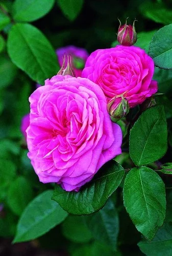 Rosier TIGE 100 cm GERTRUDE JEKYLL ® Ausboard