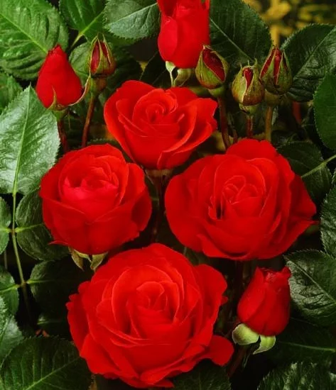 Rosier Chorus® Meijulita