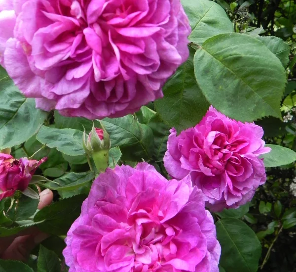 Rosier TIGE 100 cm ROSE DE RESCHT