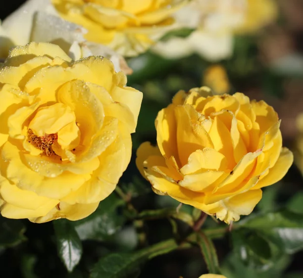 Rosier Rayon De Soleil® Meianycid