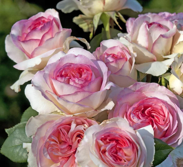 Rosier Boréale® Tan03025