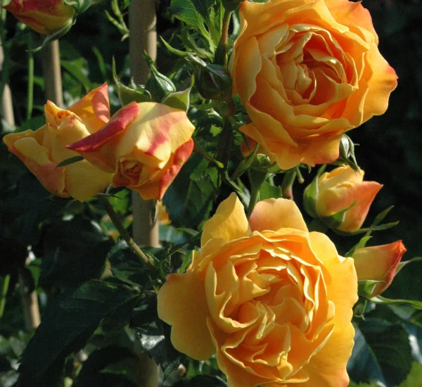 Rosier Xcellence De Frontignan® Tan10553