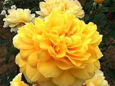 Rosier Gold Glow