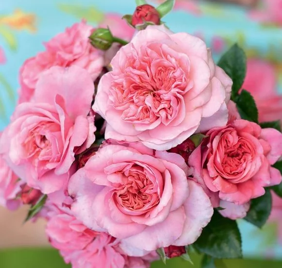 Rosier Pink Voluptia® Noa1811108