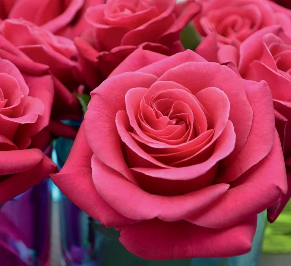 Rosier Crazy Pink Voluptia ® Noa16071