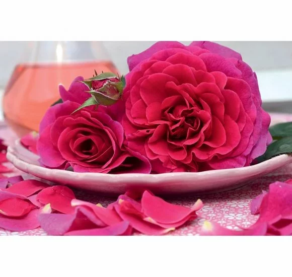 Rosenstrauch Purple Voluptia ® Noa38121