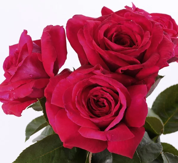 Rosier Reine Des Parfums® Ora9898B