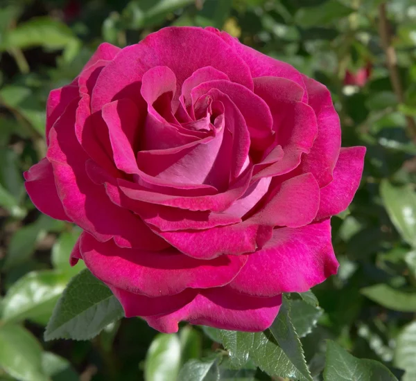 Rosier Belles Rives® Meizolnil